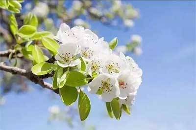 关于2026年清明节放假安排的通知